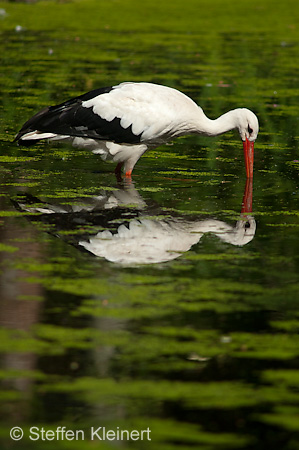 Weißstorch, Ciconia ciconia 044